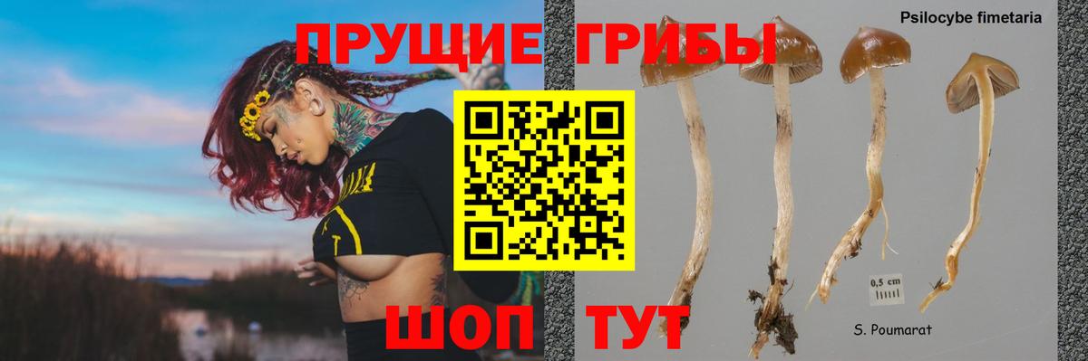 Псилоцибиновые грибы мицелий Бахчисарай